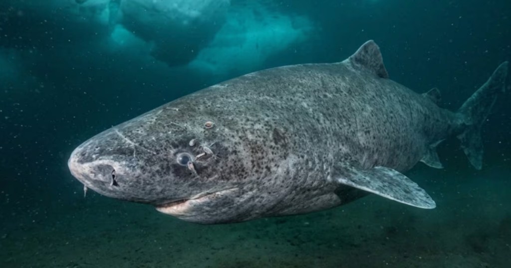 Descubrieron a un ejemplar marino de longevidad extraordinaria en las profundidades de Groenlandia 