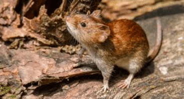 Hantavirus en el ojo de la tormenta: aves en basural generan&nbsp;alerta