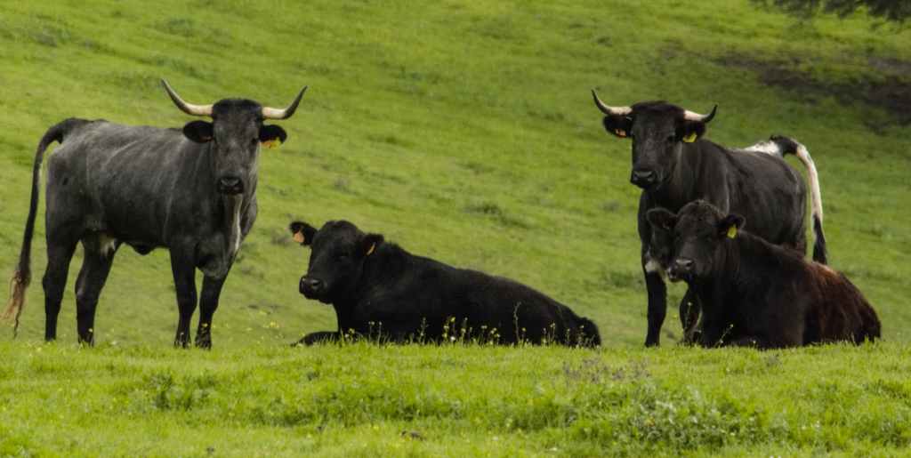 Denunció falsamente robo de vacas para tapar contrabando&nbsp;millonario