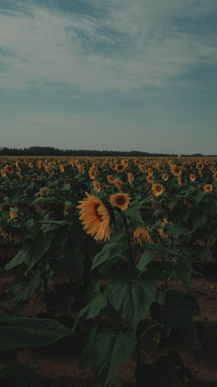 Nuevos hibridos de girasol: Zeta Semillas impulsa la expansion oleaginosa