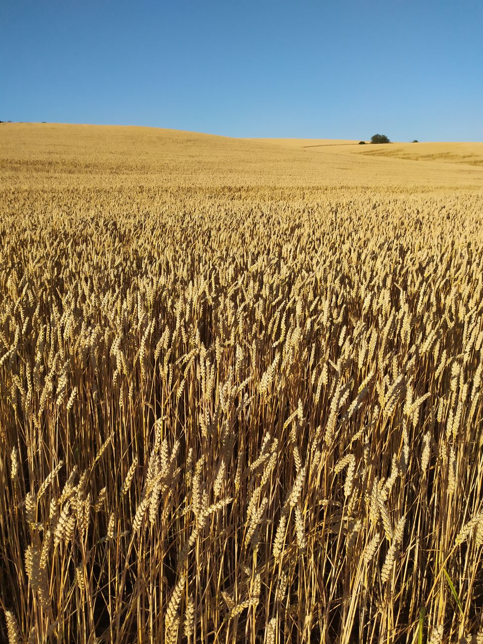 Urea más barata: ¿Oportunidad para cambiar el rumbo del trigo y maíz?
