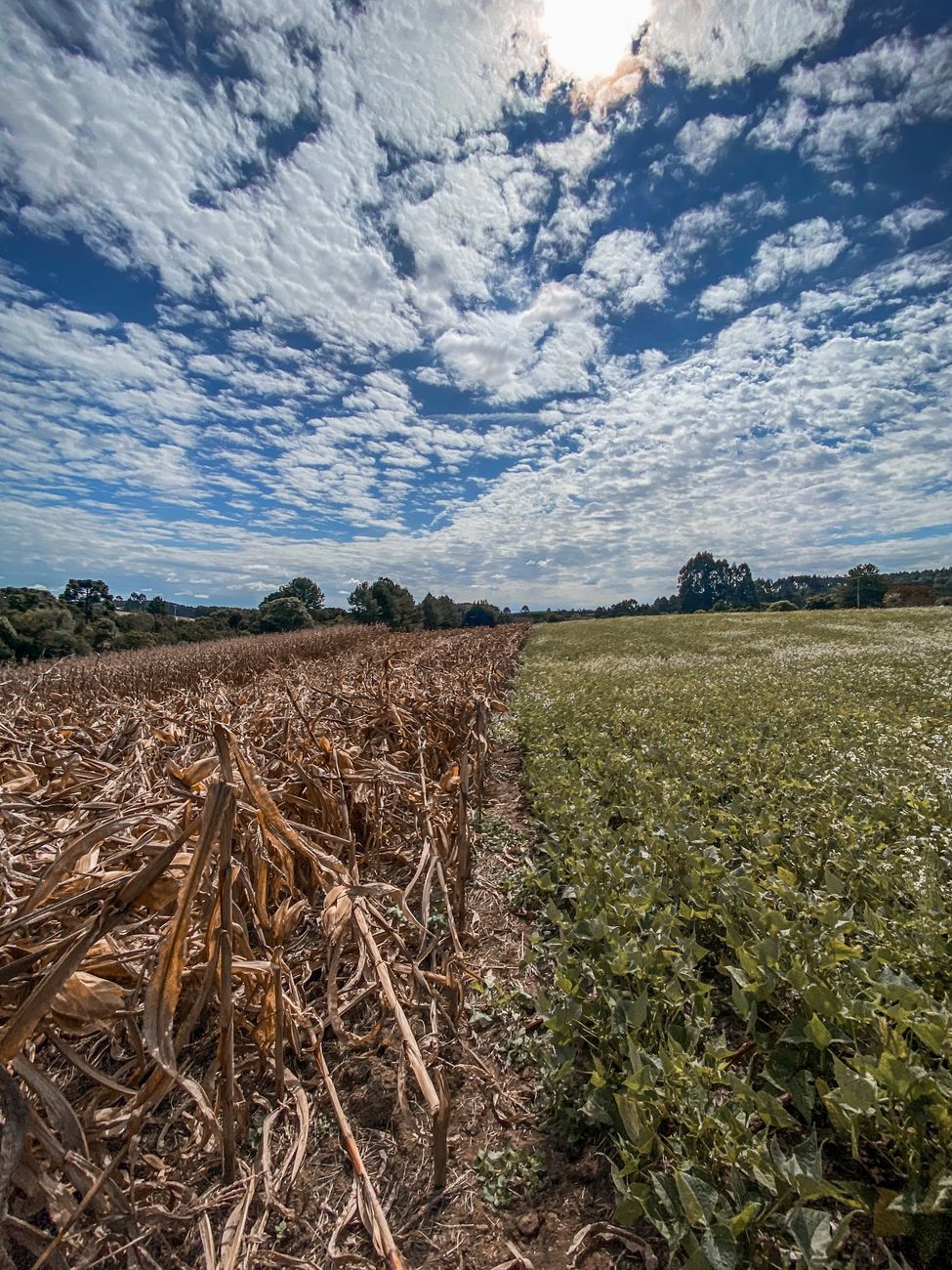 Más allá del blanco y negro: los debates del campo argentino
