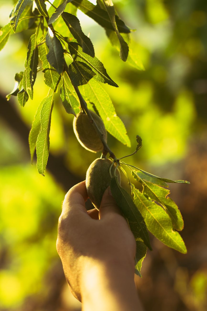Crisis en produccion de almendras: productor reconvierte&nbsp;cultivos