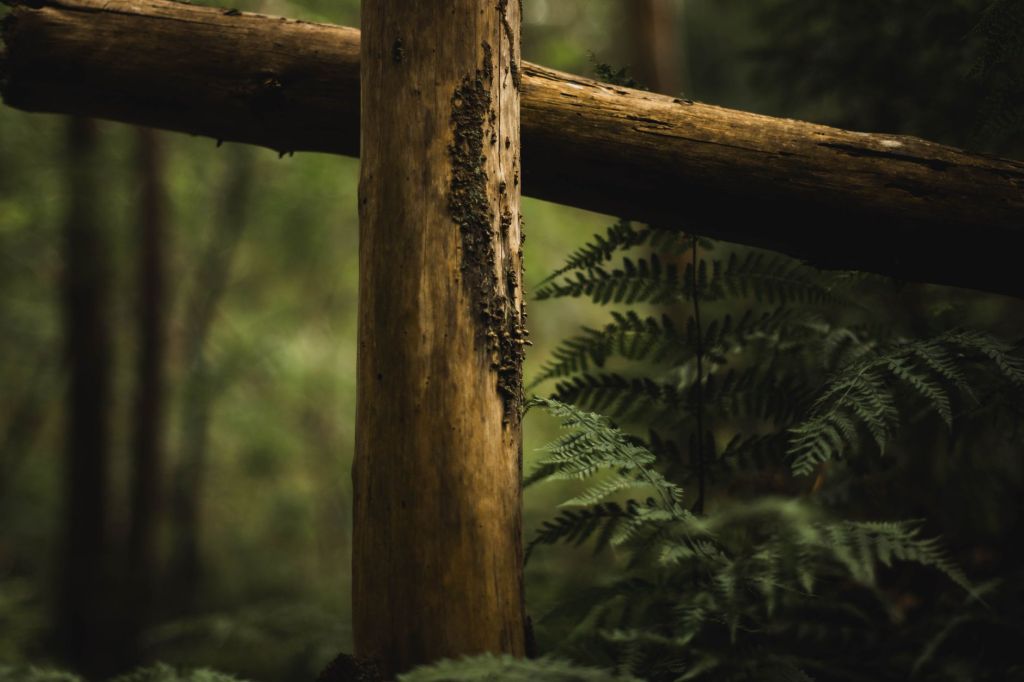 Inversiones forestales chocan con debilidad del mercado&nbsp;interno