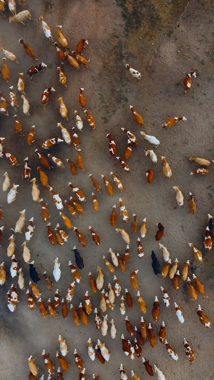 Innovación ganadera: cómo la tecnología optimiza la producción en el&nbsp;campo