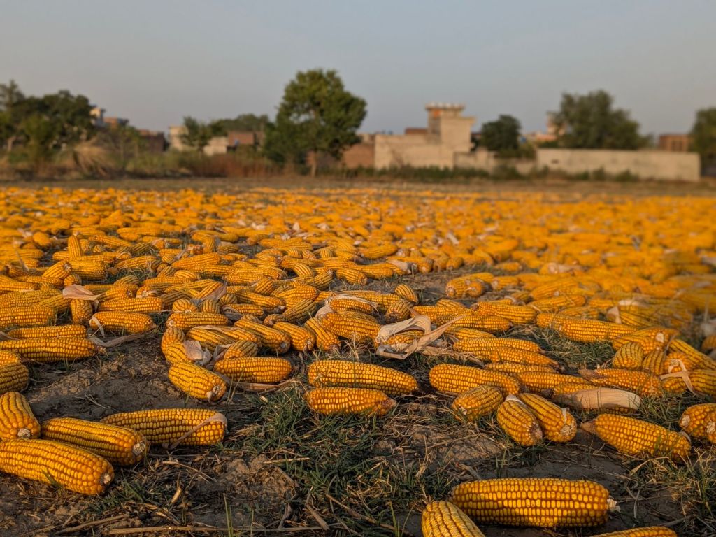 Sorpresa en mercados: maíz cae 4% por estimación alcista del&nbsp;USDA