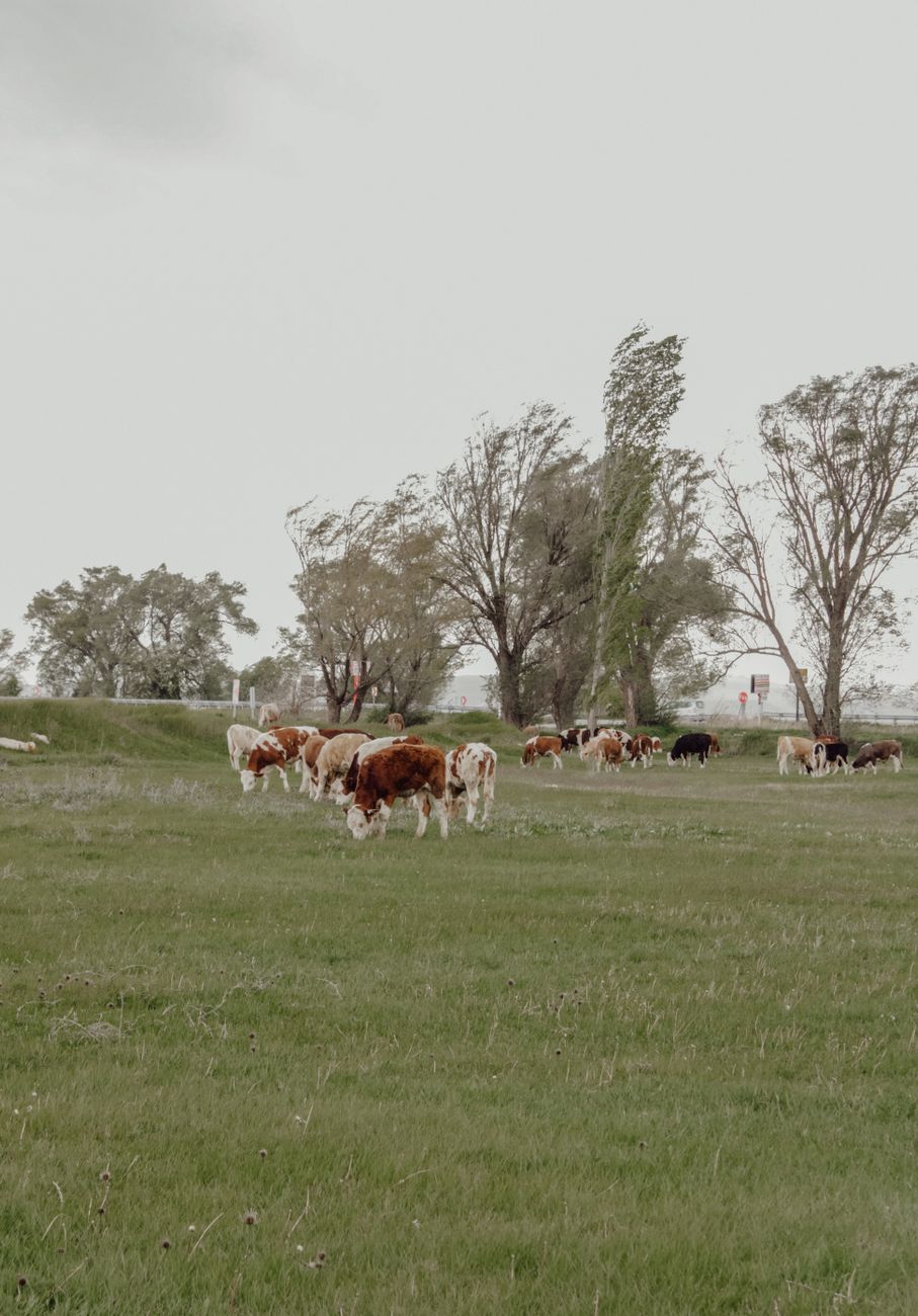 Ganaderos santafesinos salvan animales por la crecida del&nbsp;Paraná